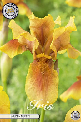 Iris Germanica Golden Muffin x1 I