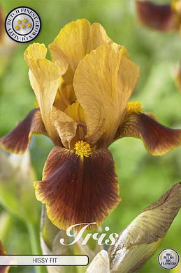 Iris Germanica Hissy Fit x1 I