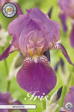 Iris Germanica Imperator x1 I