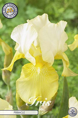 Iris Germanica Pinnacle x1 I