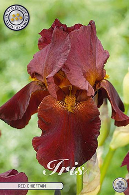 Iris Germanica Red Chieftain x1 I