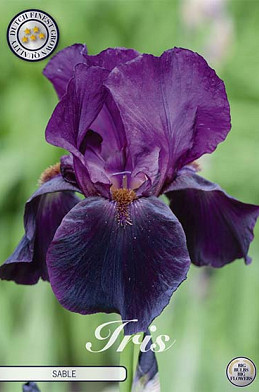 Iris Germanica Sable x1 I