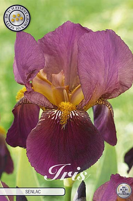 Iris Germanica Senlac x1 I