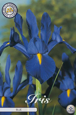 Iris Hollandica Blue x10 8/9