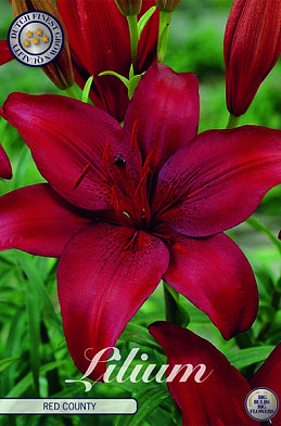 Lilium Red County x 2 16/18