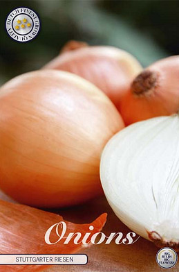 Onion Stuttgarter Riesen 250 g I .