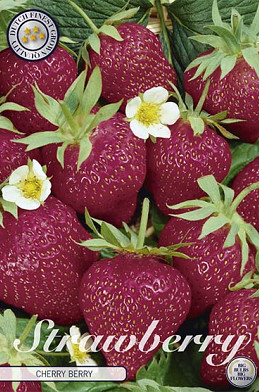 Strawberry Cherry Berry x 3 I .