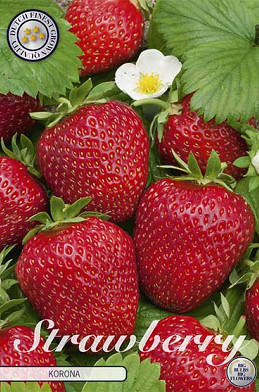 Strawberry Korona x 3 I .
