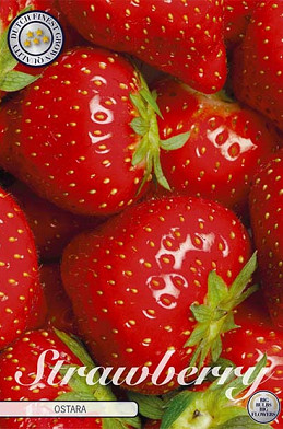 Strawberry Ostara x 5 I .