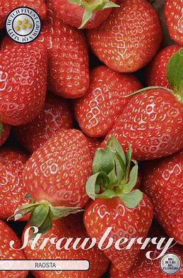 Strawberry Raosta x 5 I .
