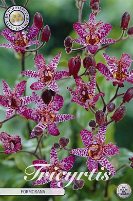 Tricyrtis Formosana x2 I .