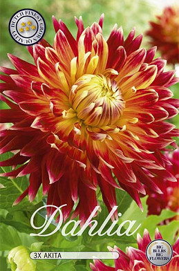 6196 dutch value spring 2764