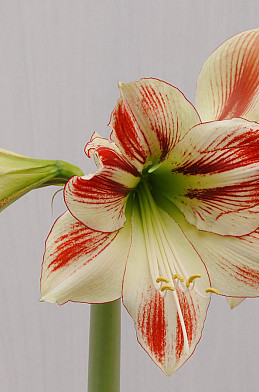 6286 hippeastrum 7893