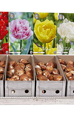 6310 showdozen 12418