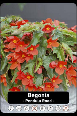 Begonia Pendula Rood x40 8/+