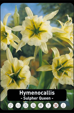 Hymenocallis festallis sulpher Queen x 20 20/+