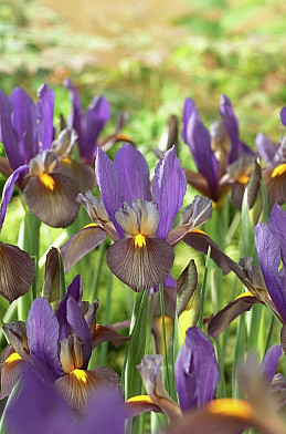 Eye of the Tiger 10/+