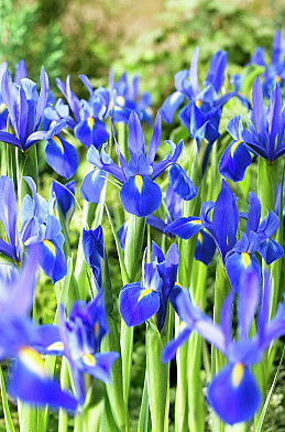 Professor Blauw 10/+