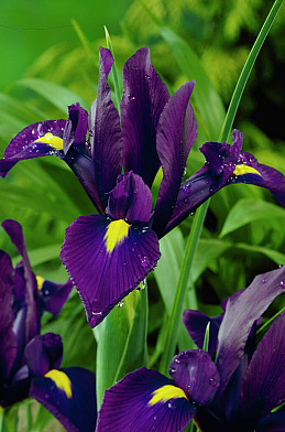 Purple Sensation 8/9