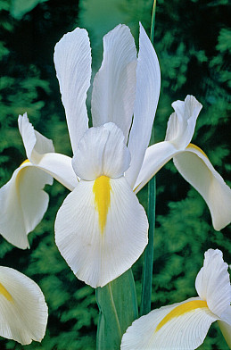 White Excelcior 10/+