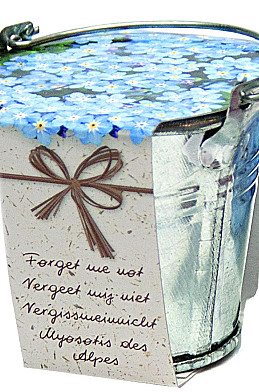 Bucket Forget me Not x36 .