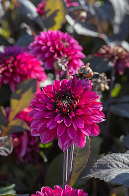 Jennifer Mary Ellen I .