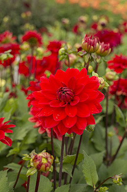 Verwers Heatwave I .