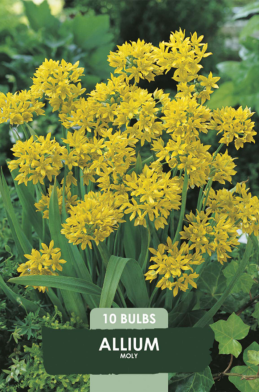 Allium Moly x10 5/6