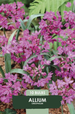 Allium Oreophilum x10 5/+