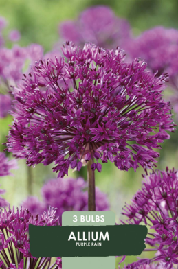 Allium Purple Rain x 3  10/12