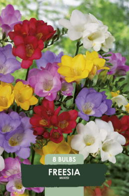 Freesia Mixed x8 5/6