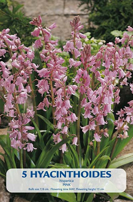 Hyacinthoides Hispanica Pink x5 8/9