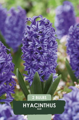 Hyacinthus Delft Blue x2 14/15