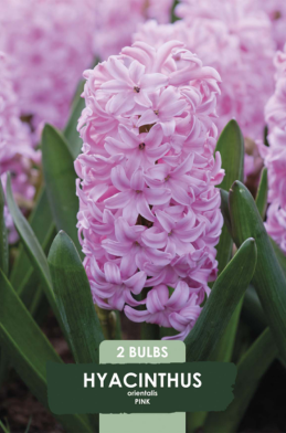 Hyacinthus Pink Pearl x2 14/15