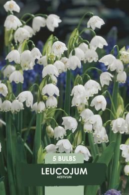 Leucojum Aestivum x5 10/+