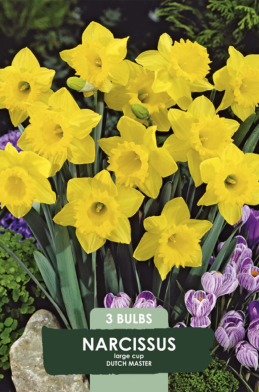 Narcissus Dutch Master x3 14/16