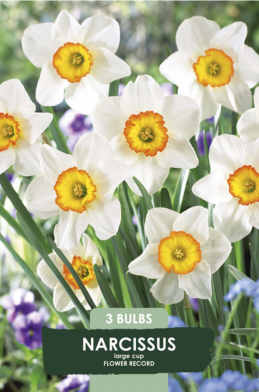 Narcissus Flower Record x3 14/16