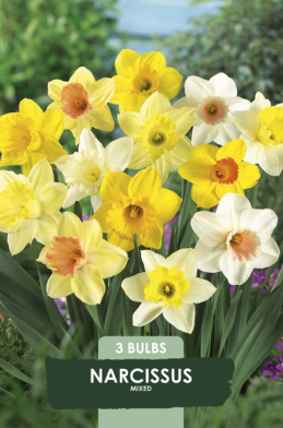 Narcissus Mixed x3 14/16