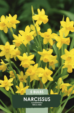 Narcissus Tete a Tete x5 12/14