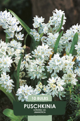 Puschkinia Scilloides Libanotica x10 6/7