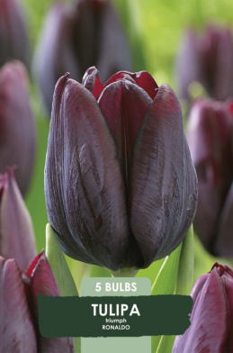 Tulipa Ronaldo x5 10/11