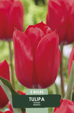 Tulipa Seadov x5 10/11