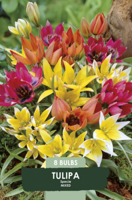 Tulipa Specie Mixed x8 7/8