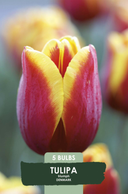 Tulipa Triumph Denmark x5 10/11