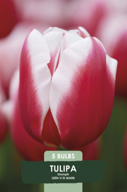 Tulipa Triumph Leen v/d Mark x5 10/11