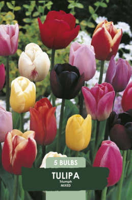 Tulipa Triumph Mix x 5 10/11