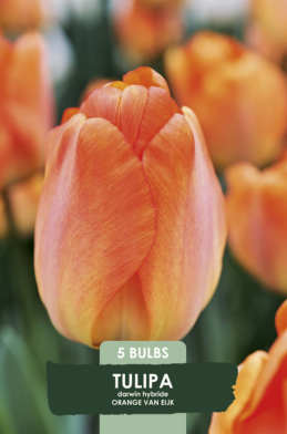 Tulipa Triumph Orange van Eijk x5 10/11