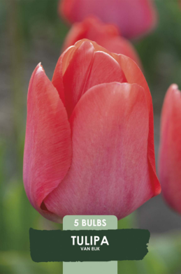 Tulipa Triumph van Eijk x 5 10/11