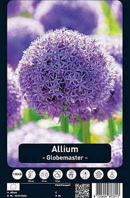 Allium Globemaster x1 20/22