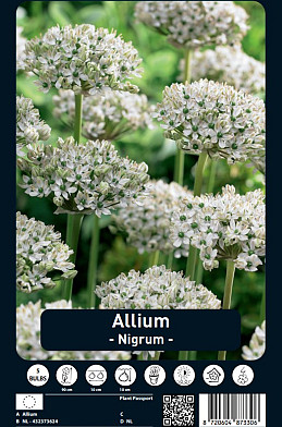 Allium Nigrum x5 10/12